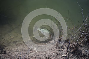 Catched Bass fish under water. Fishing background