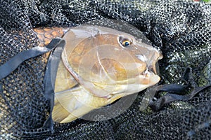 Catched carp
