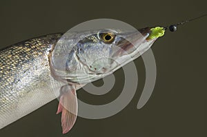 Catched pike fish in water. Fishing background