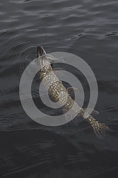 Catched pike fish in water. Fishing background