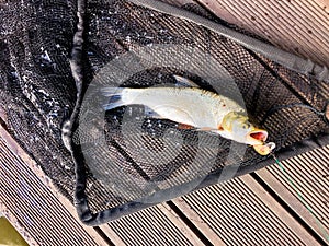 Catched small river fish in dip net with hook in a mouth