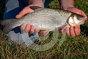 Catching a beautiful chub in the river the IJssel