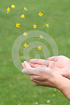 Catching Blossoms