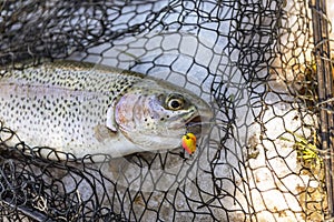 Catching a brown trout in the river