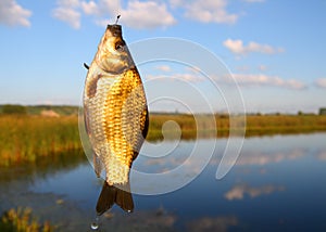 Catching crucian on lake background