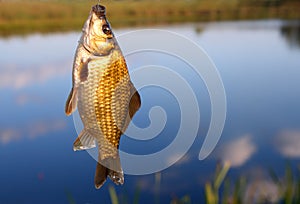 Catching crucian on lake background