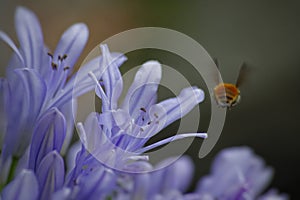 catching a flying insect photo