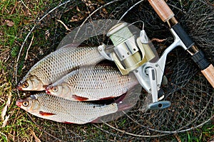 Catching freshwater fish and fishing rods with fishing reel.