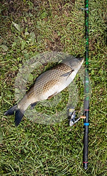 Catching freshwater fish and fishing rods with fishing reels on green grass. White amour and fishing rod with reel lying on green