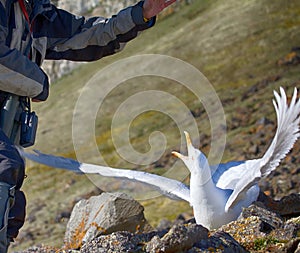 Catching glaucous gull (Larus hyperboreus) with objective of ringing photo