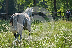 Catching a gypsy cob in the field