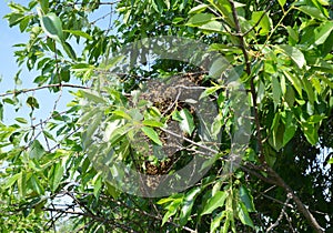 Catching a honey bee swarm on a cherry tree not far from the hive