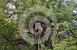 Catching a honey bees swarm. Wooden trap for wild bees or for swarming bees.