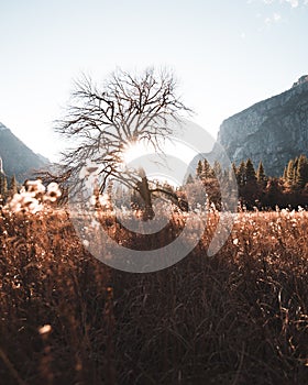 Catching the last bits of sun shining through a tree