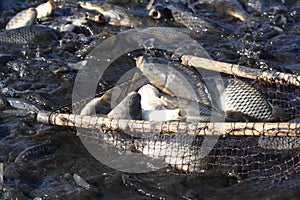 Catching live fish in a pond