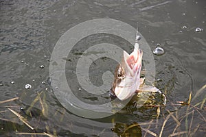 Catching pike fish with tackle