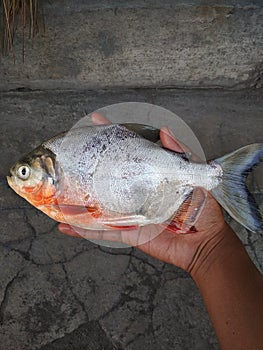 Catching piranha fish with barehand