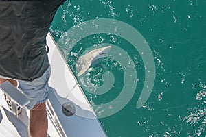 Catching sharks - fisherman in cut-off jeans shorts standing on the deck of a boat pulls a small shark out of the water with a