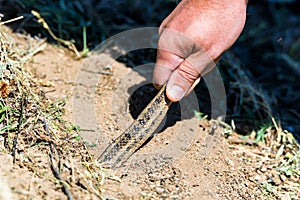 Catching steppe ratsnake or Elaphe dione