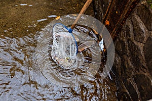 Catching trout in a fishing net from a fish pool. Stream or river trout.