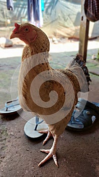 Catching up the queen hen who warmly sat for a picture for the portrait