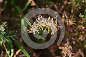 Catchweed flower and fruits.