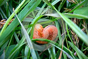 Catchy orange caterpillar (false larva) of poplar sawfly