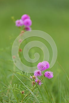 Catclaw brier - mimosa nuttallii