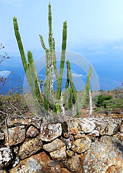 catcus. caminos de lengerke barichara photo