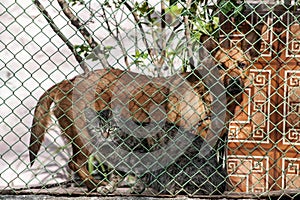 Catdog behind the fence