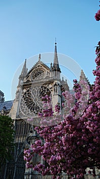 Catedral Notre-Dame de Paris in the spring