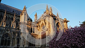 Catedral Notre-Dame de Paris in the spring