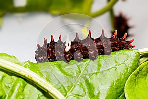 Catepillar of common rose butterfly on leaf