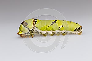 Catepillar of lime Butterfly ( papilio demoleus )