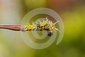 Catepillar of lime Butterfly ( papilio demoleus )