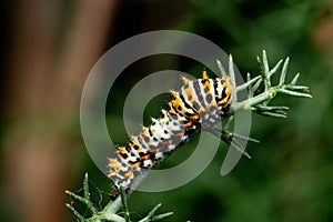 catepillar of papilio macaon photo