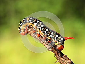 Caterpilla