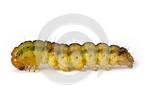 Caterpillar