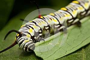 Caterpillar