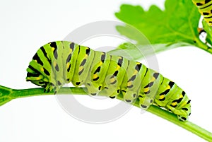 Caterpillar photo