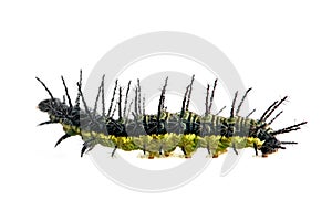 Caterpillar