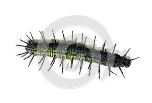 Caterpillar
