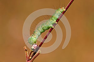 caterpillar