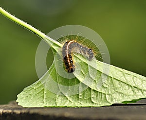 Caterpillar