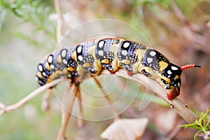 Caterpillar photo