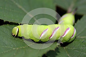 Caterpillar