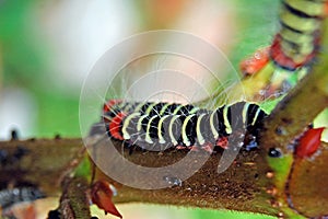 caterpillar 