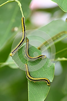 Caterpillar