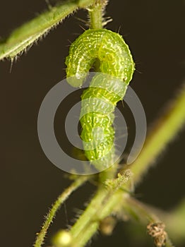 Caterpillar