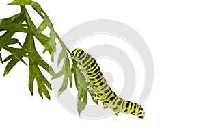 Caterpillar